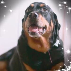 Meet your Posher, Frank